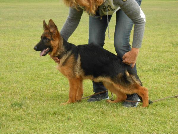 HANNA VON SEEFHARTS | German Shepherd Dog 