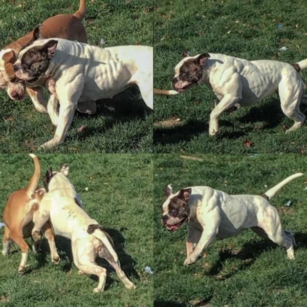 HSB Flexie of Marvel | American Bulldog 