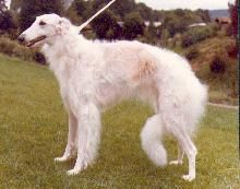 Narichkine de Mayerling | Borzoi 