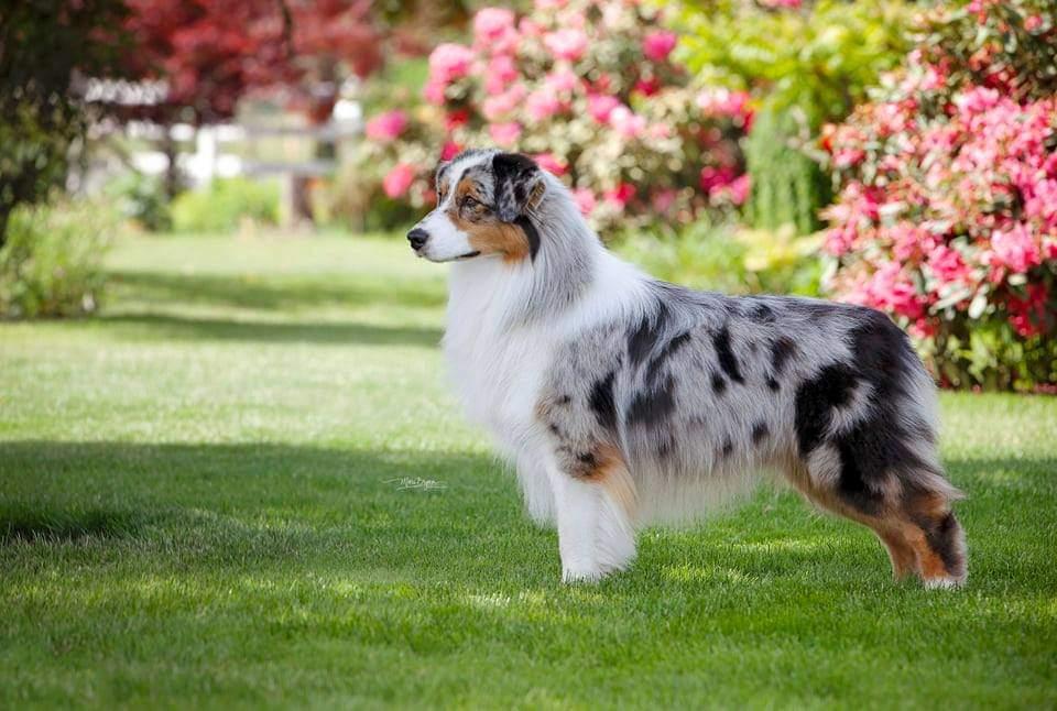 Rockhills climb to the top | Australian Shepherd 