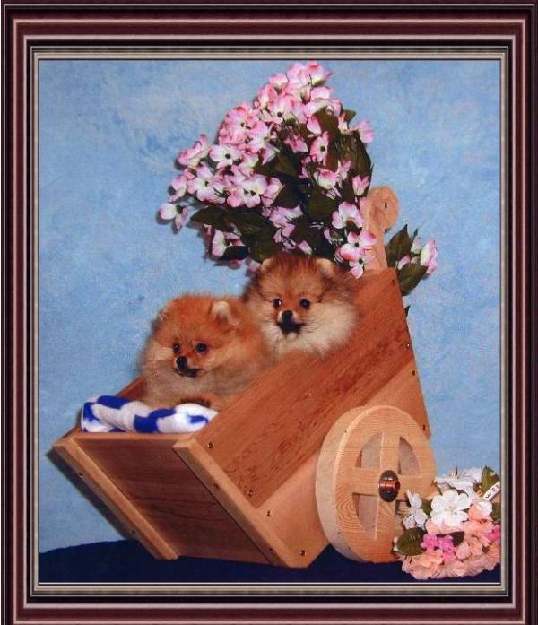 Cheyenne's Sweet Daisy | Pomeranian 