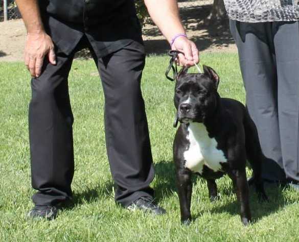 Karma's Blk Diamond n the Ruff | American Staffordshire Terrier 