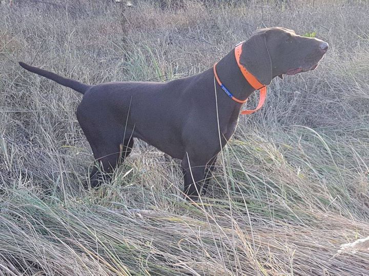 Quilou du Clos de Rêve D'Or | German Shorthaired Pointer 