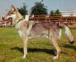 Rep z Pohranicní stráze  (F3) | Czechoslovakian Wolfdog 