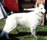 Astor Chandor von Fürstenberg | White Swiss Shepherd Dog 