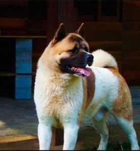 Conan Big Dog's HG | Akita 