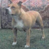 Chumguard Javana | American Staffordshire Terrier 