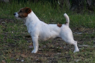 Waglett Toyota Tough | Jack Russell Terrier 