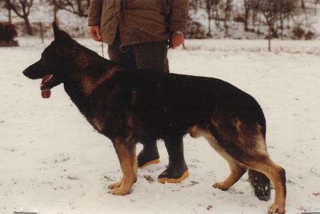 Asko von der Hole | German Shepherd Dog 