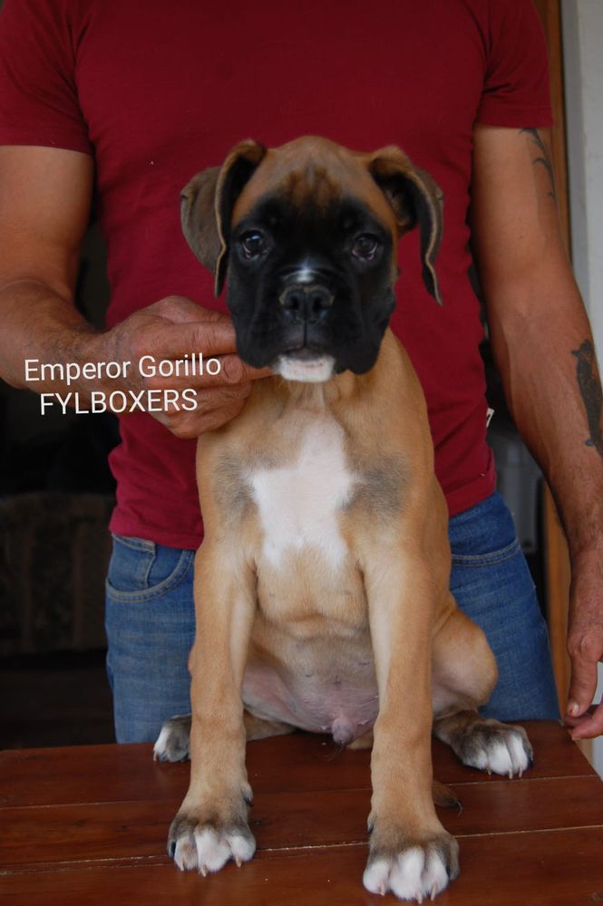 Emperor Gorillo (Preciado) | Boxer 