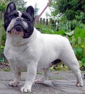 Rutkjaer'S Alberte | French Bulldog 