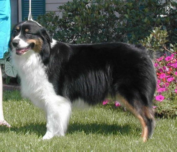 Encore's Sure Maid For Me | Australian Shepherd 