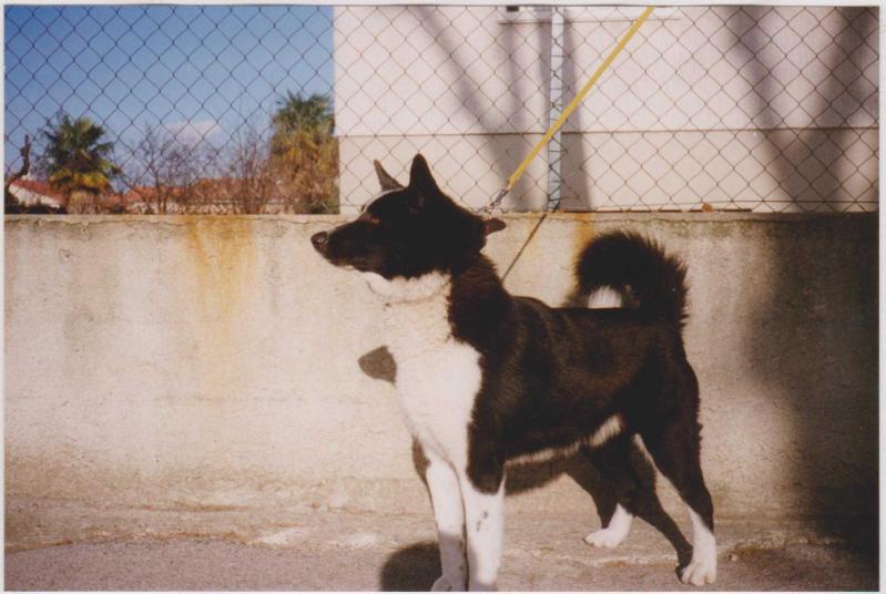 FIDJI de la Cote des Lutins | Karelian Bear Dog 