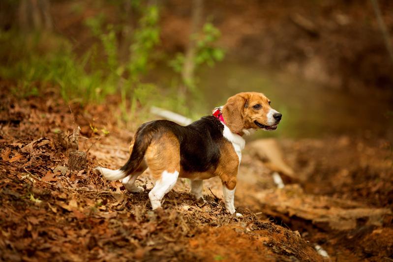 Tucker Bottom's Sabre | Beagle 