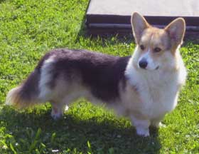 Baddyens od Cerné madony | Pembroke Welsh Corgi 