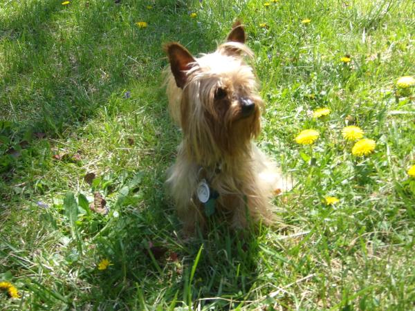 Sir Maverick Gunner Coleman | Yorkshire Terrier 