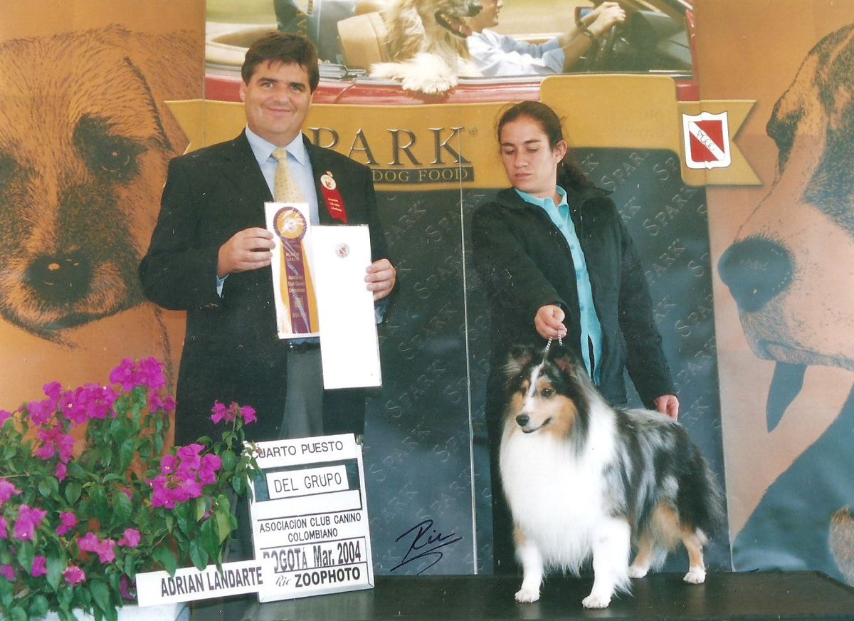 BROOKFIELD'S SMOKEJUMPER | Shetland Sheepdog 