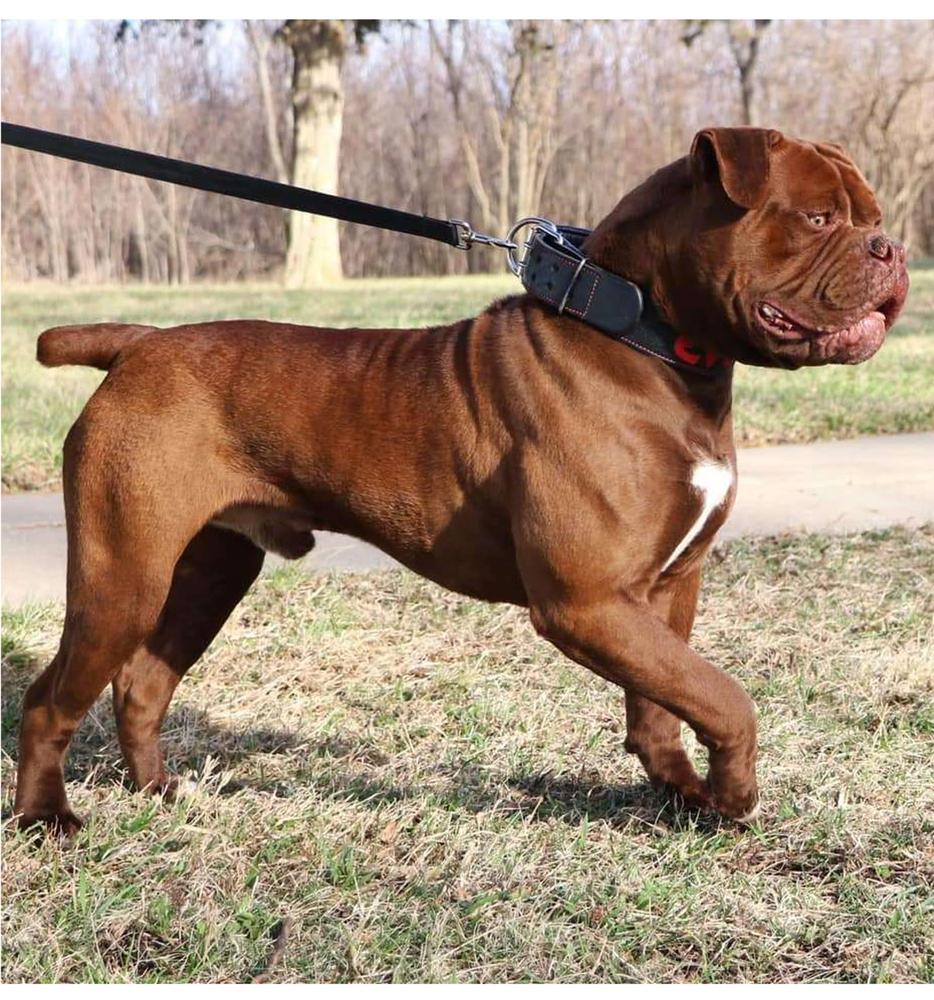 Butcher Block's King Arthur | Olde English Bulldogge 