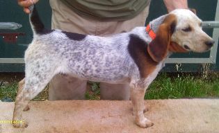 Scroghams Blue Deacons Ghost | Beagle 