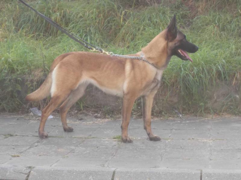 O'kenza | Belgian Malinois 