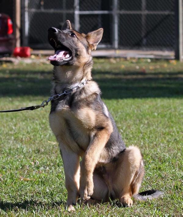 Indy von Bendlerblock | German Shepherd Dog 