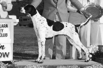 CUMBRIAN BLACK PEARL | Pointer 