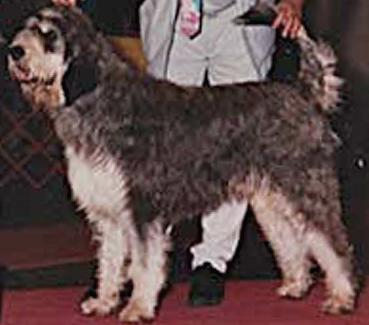 Boravin Quarryman | Otterhound 