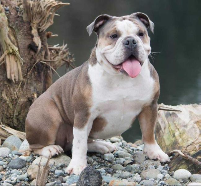 Blue Gene's Gemma | Olde English Bulldogge 