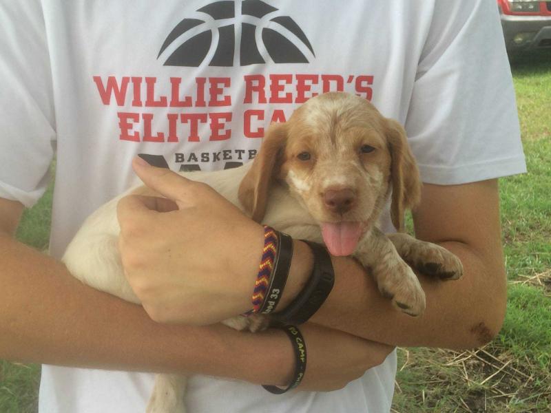 Barnes' Hunting Zora | Brittany 