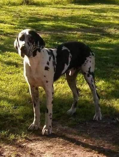 Diamond Danes Drogo | Great Dane 