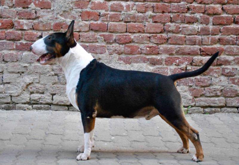 NOVANTAE GEORGIA BOY INCORPORATED | Bull Terrier 