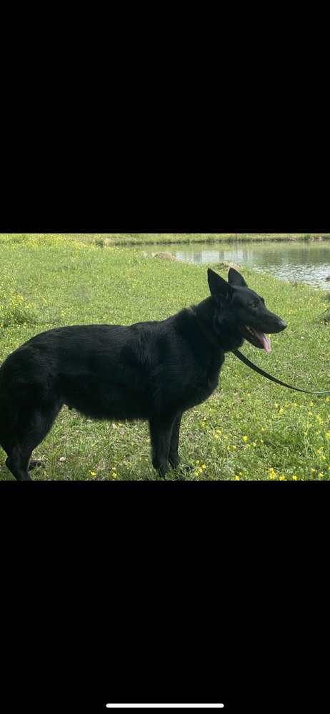 Dixie von hause abate kreative | German Shepherd Dog 