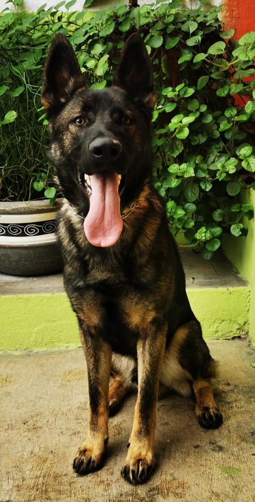 Troll (Navarrete) | German Shepherd Dog 