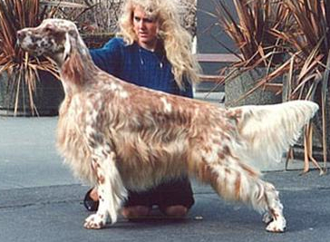 Set'R Ridge's Solid Gold | English Setter 