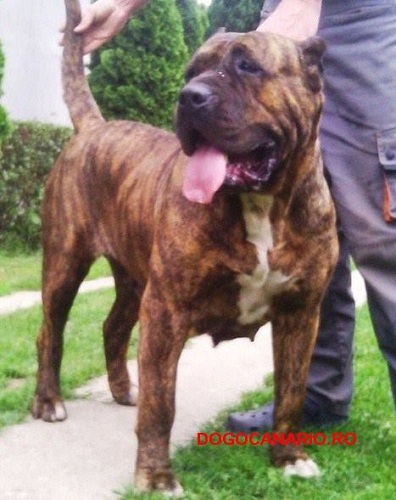 Satan Testore Alba (Pabi) | Perro de Presa Canario 