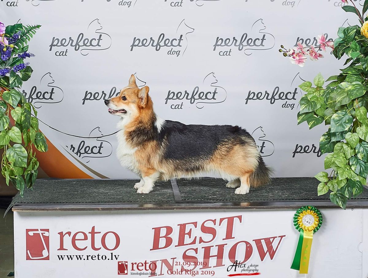 Oredezh Hause Dakota | Pembroke Welsh Corgi 