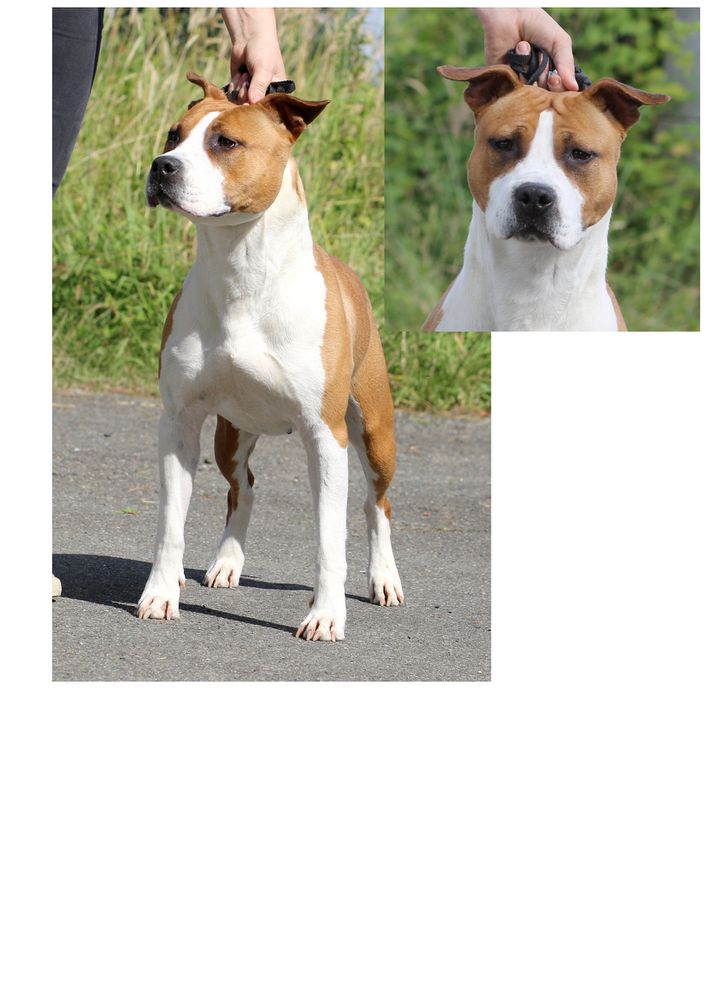 Grinki's Paris go toThoresteel | American Staffordshire Terrier 