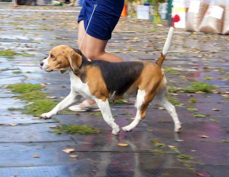 Imperiya Fortuny Jaklin | Beagle 