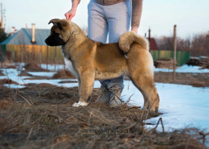 MIYANDASHT AMBASSADOR | Akita 