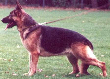 Frieda von Arjakjo | German Shepherd Dog 