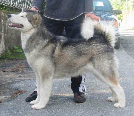 AlcantaraFataMorgana | Alaskan Malamute 