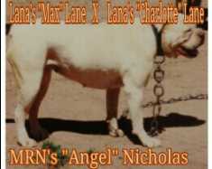 M.R.N. Angel Nicholas | Alapaha Blue Blood Bulldog 