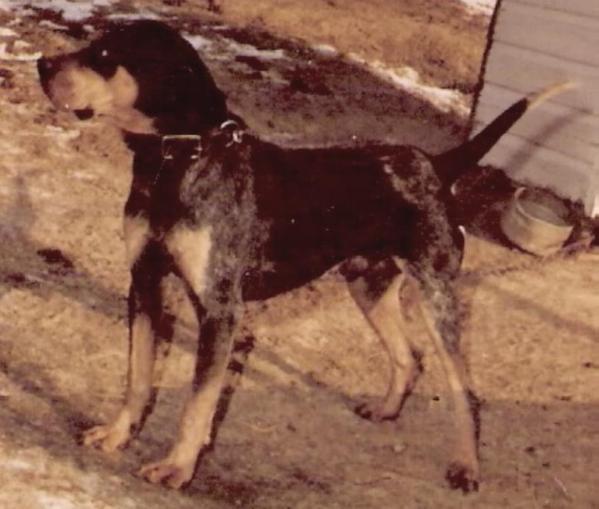 Adkins Blue Dog Blue II | Bluetick Coonhound 