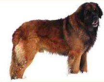 Arpad v. Eichbottsee | Leonberger 