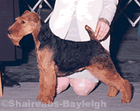 Shaireab's Turn Back Time | Welsh Terrier 