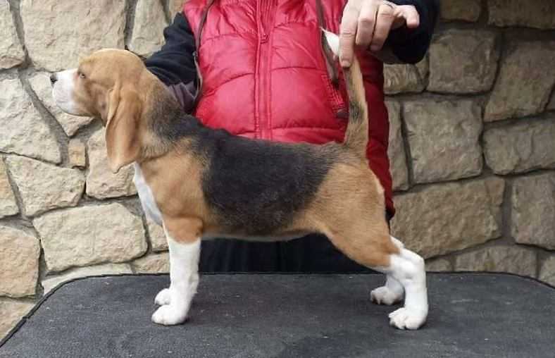 Bory Wood Lady Simpatic | Beagle 