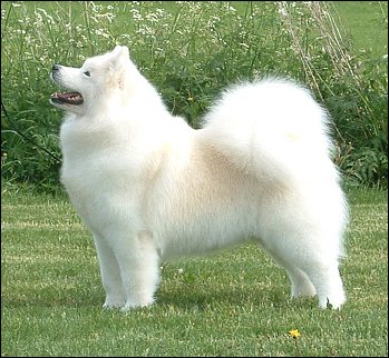 Ikiliikkujan Milady Melanie | Samoyed 