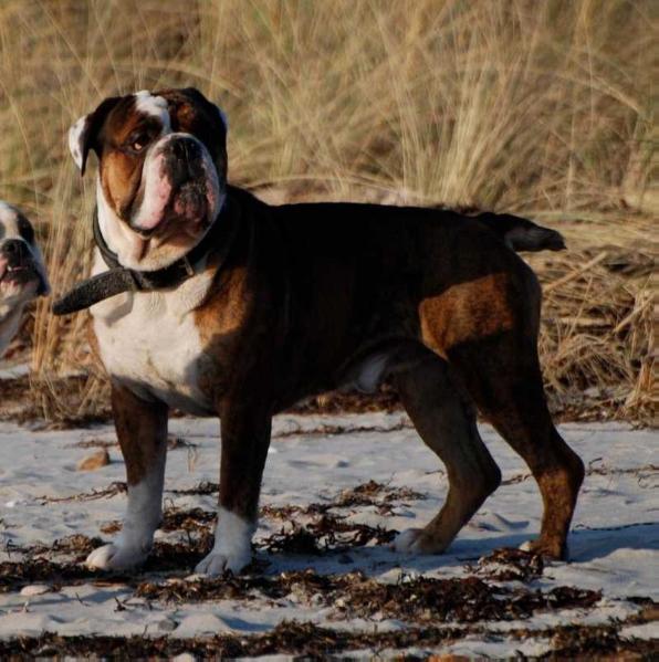 Ostergaard's Ludvig | Olde English Bulldogge 