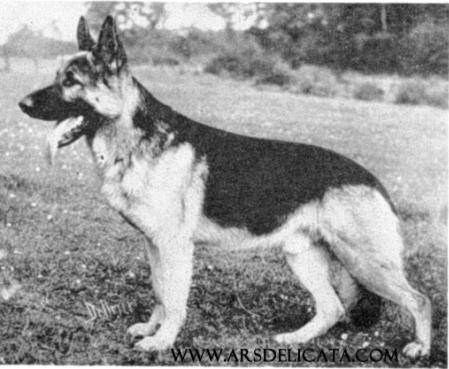 Grimm Wikingerblut | German Shepherd Dog 