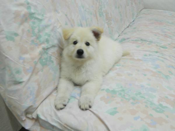 Kingdom of Angels Coralie | White Swiss Shepherd Dog 